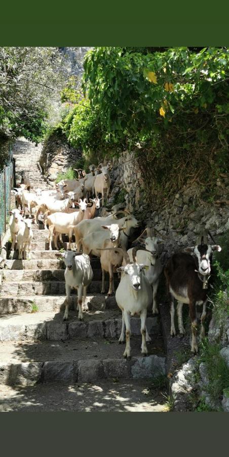Estate4Home - Goat Path 波西塔諾 外观 照片